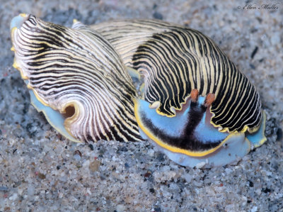Mating Arminas