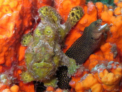 Froggie & Eel