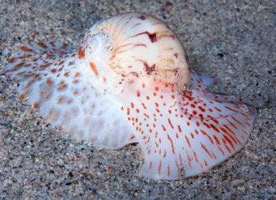 Moon Snail