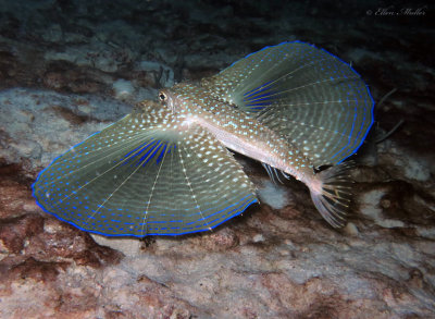 Flying Gurnard