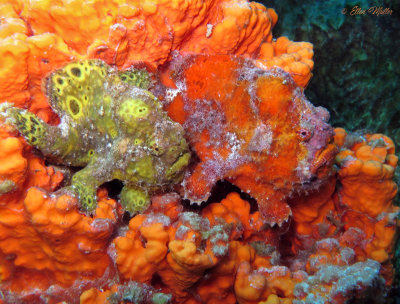 Frogfish Couple