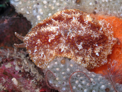 Pleurobranch