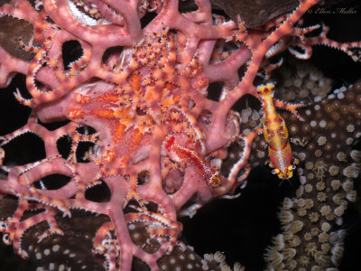 2 Basket Star Shrimp