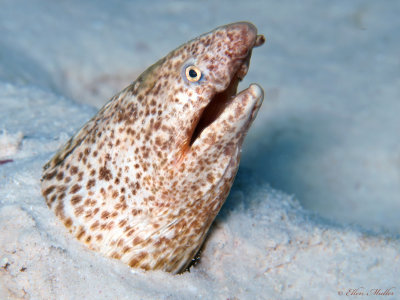 Shorttail Snake Eel