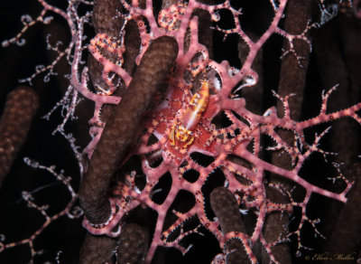 Basket Star Shrimp