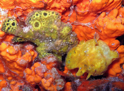 Frogfish Fight