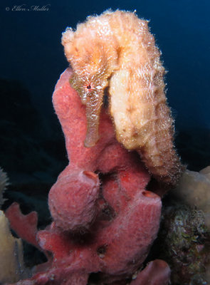 Seahorse