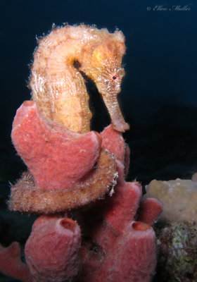 Seahorse