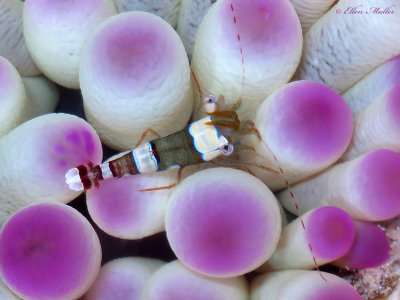 Squat Anemone Shrimp