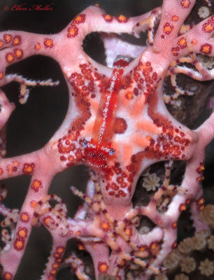Basket Star Shrimp