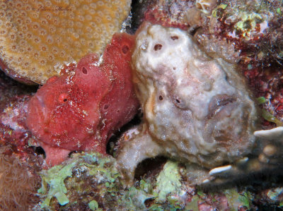 Frog Pair