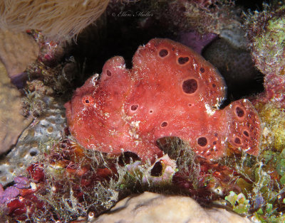 Male Frogfish