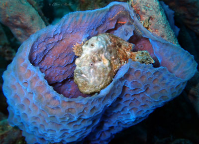 Frogfish in Sponge