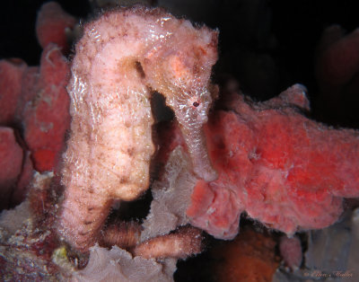 Seahorse
