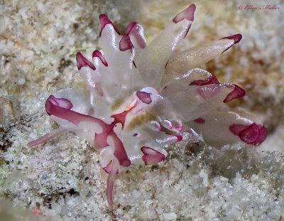 Cyerce cristallina