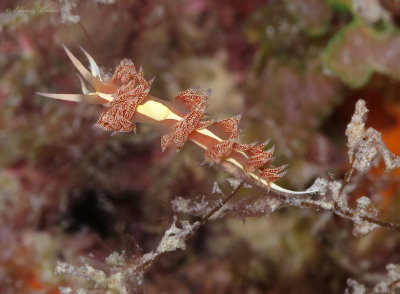 Yellowline Flabellina