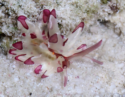 Cyerce cristallina