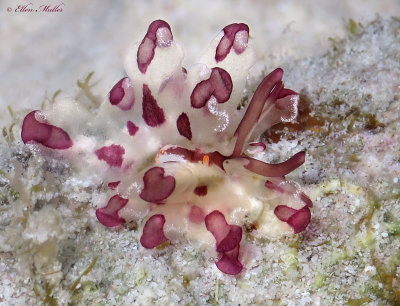 Cyerce cristallina