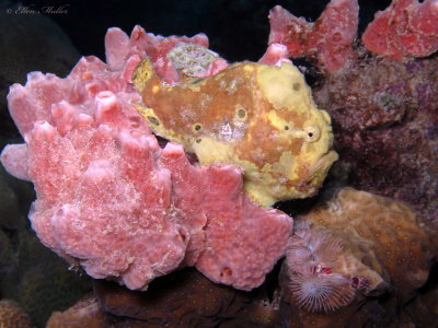 Longlure Frogfish