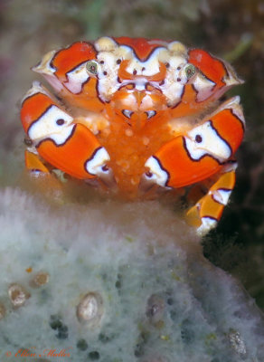 Gaudy Clown Crab with Eggs