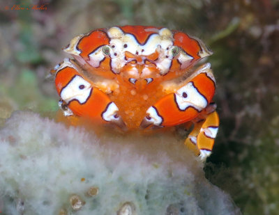Gaudy Clown Crab with Eggs