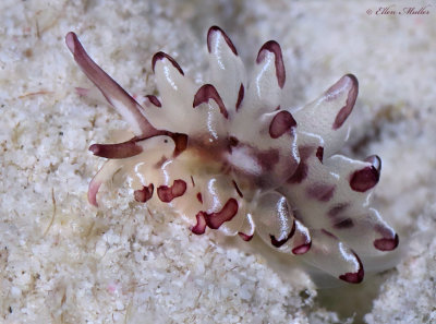 Cyerce cristallina