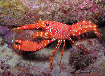 Moray & Lobster