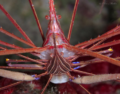 Mating Arrow Crabs