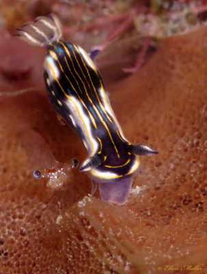 Gold-lined Sea Goddess