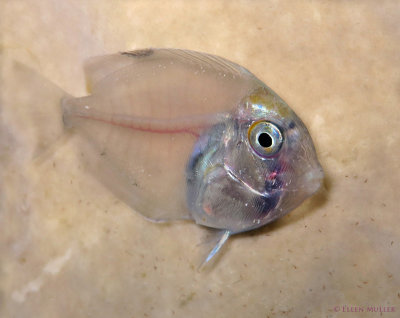 Settling Surgeonfish