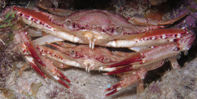 Ocellate Swimming Crabs