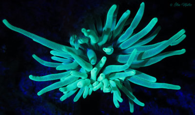 Anemone UV Light
