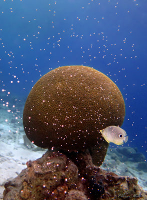 Brain Coral Spawning