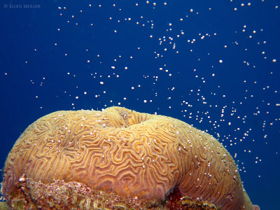 Brain Coral Spawning