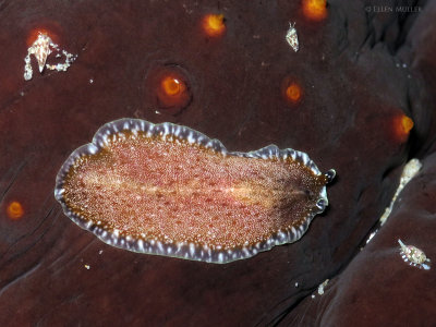 Margined-Bicolored Flatworm