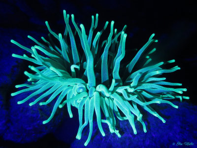 Anemone UV Light