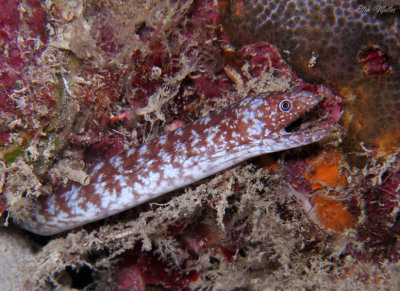 Marbled Moray