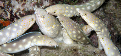 Eel Spawning Aggregation 