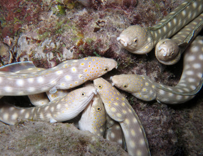 Eel Spawning Aggregation 