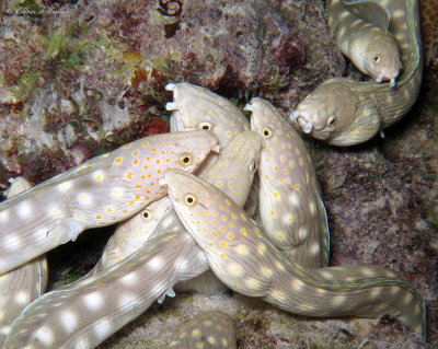 Eel Spawning Aggregation 