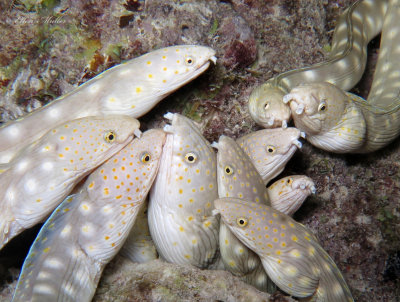 Eel Spawning Aggregation 