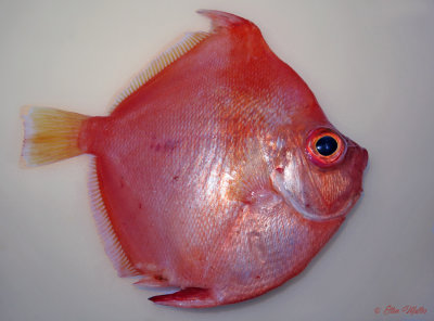 Deepbody Boarfish