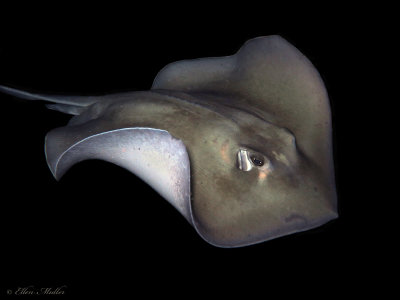 Stingray at Night