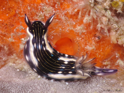 Gold-lined Sea Goddess