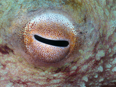 Octopus Eye