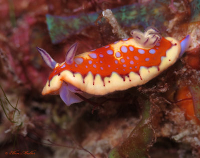 Harlequin Sea Goddess