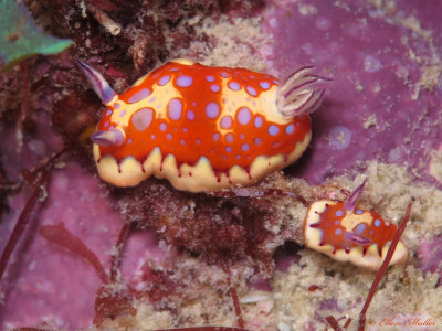 Harlequin Sea Goddesses