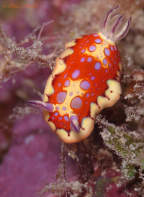 Harlequin Sea Goddess
