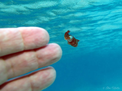 Baby Squid