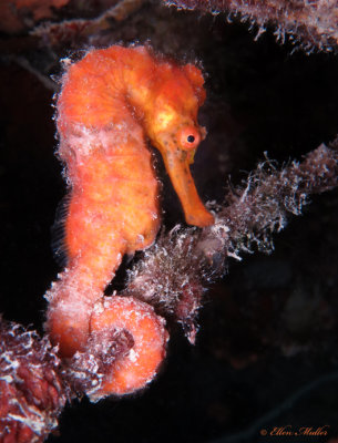Orange Seahorse